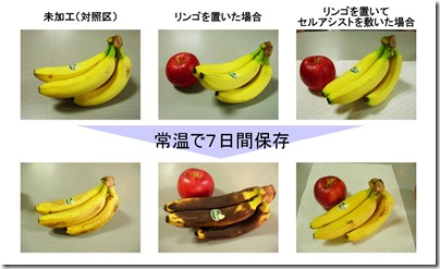 セルアシスト、バナナの試験結果